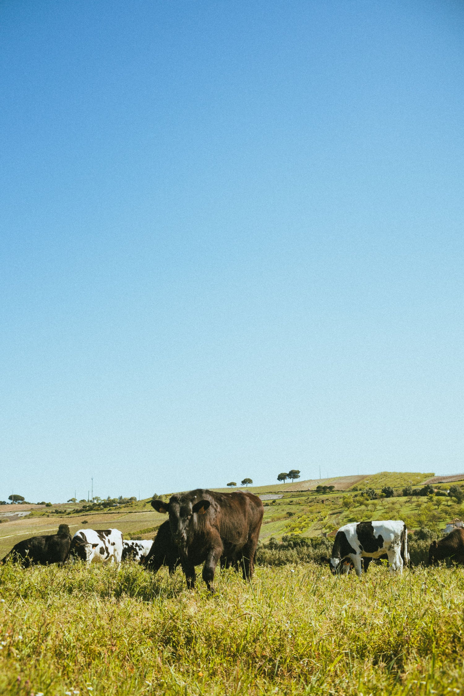 Cows grazing in a green field under a clear blue sky