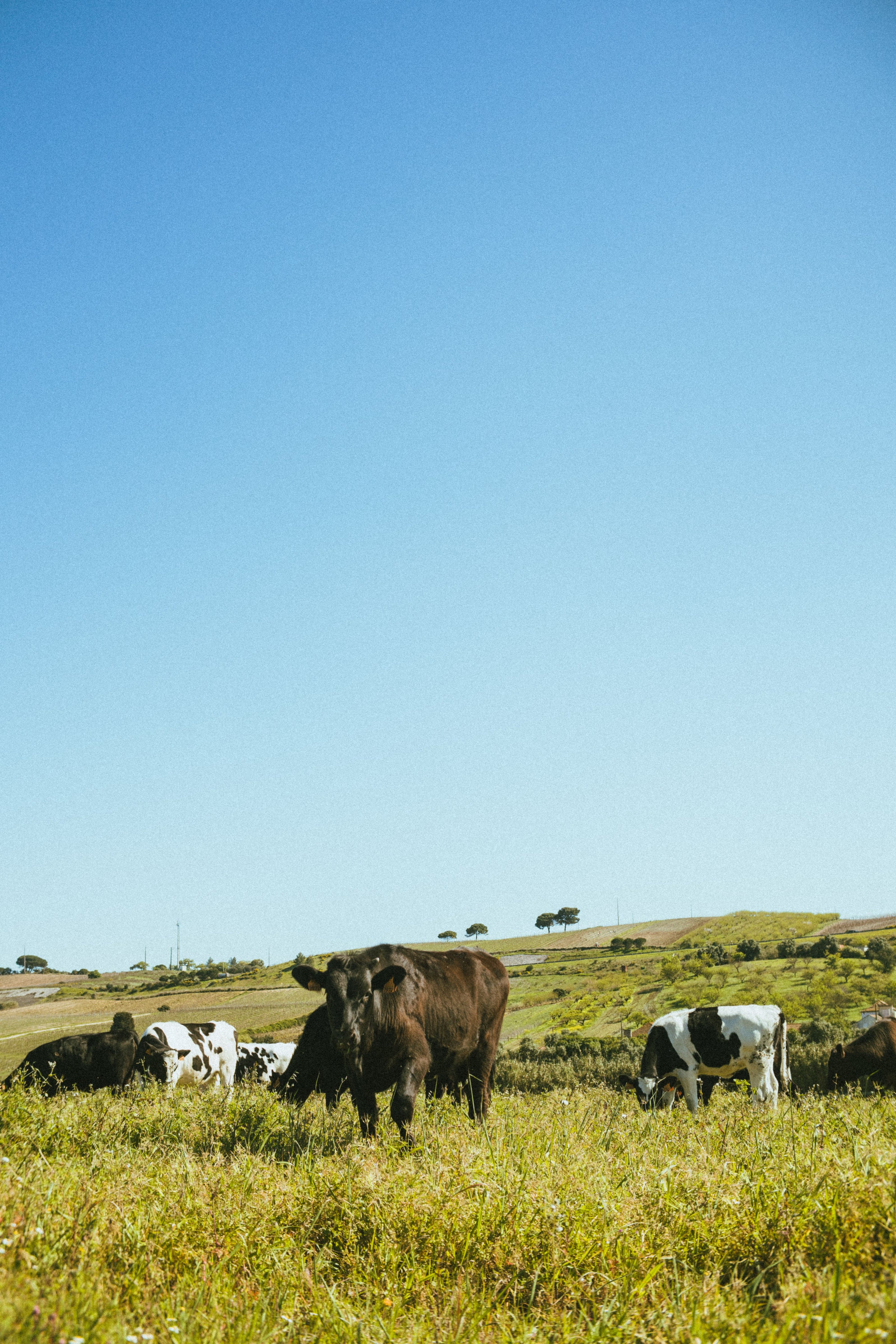 Cows grazing in a green field under a clear blue sky